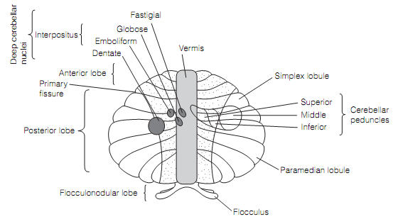 479_Functional subdivisions of the cerebellum.png